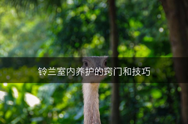 铃兰室内养护的窍门和技巧(图1)