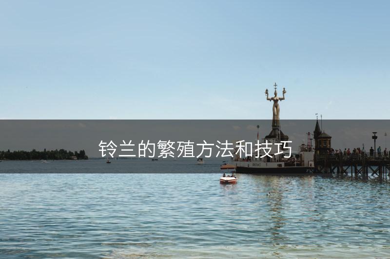 铃兰的繁殖方法和技巧(图1)