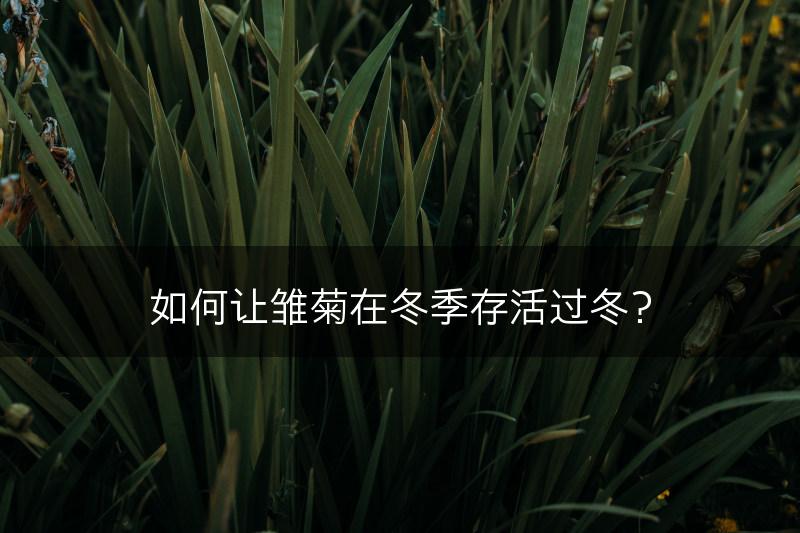 如何让雏菊在冬季存活过冬？(图1)