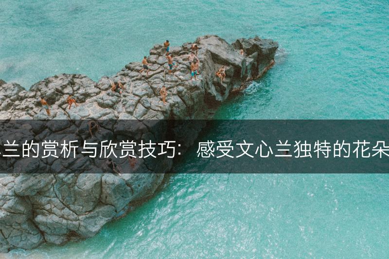 文心兰的赏析与欣赏技巧：感受文心兰独特的花朵魅力(图1)