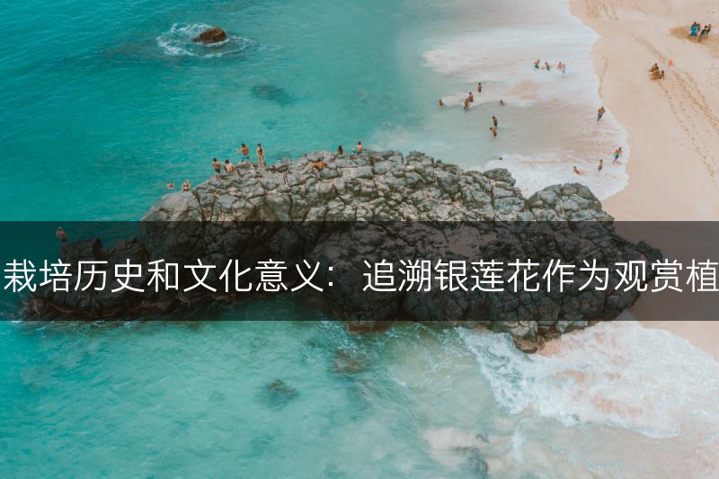 银莲花的栽培历史和文化意义：追溯银莲花作为观赏植物的起源(图1)