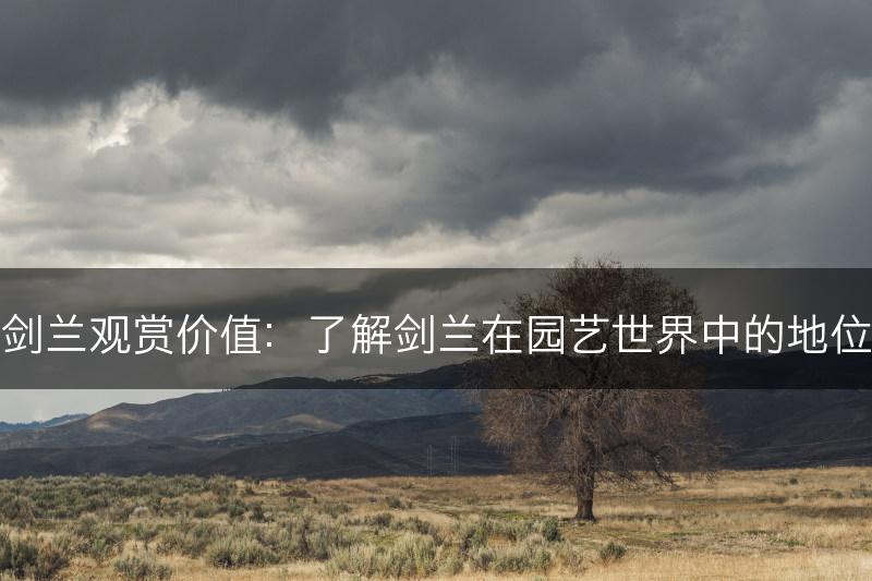 剑兰观赏价值：了解剑兰在园艺世界中的地位(图1)