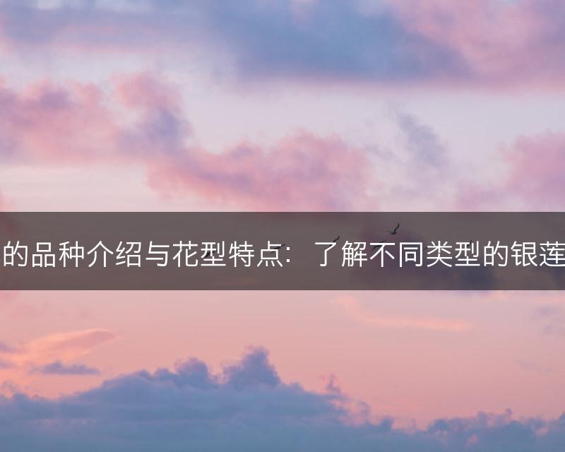 银莲花的品种介绍与花型特点：了解不同类型的银莲花品种(图1)