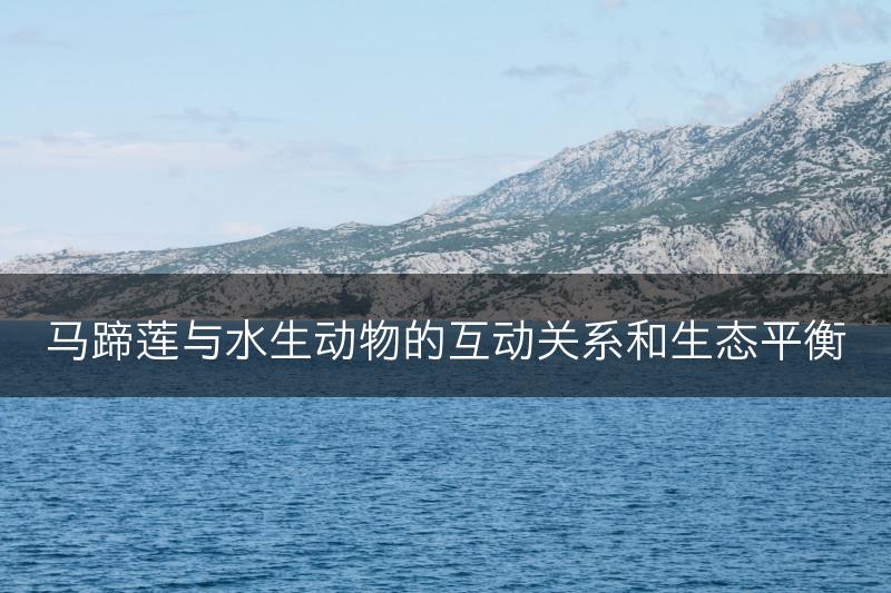 马蹄莲与水生动物的互动关系和生态平衡(图1)