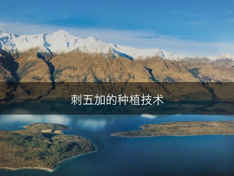 刺五加的种植技术(图1)