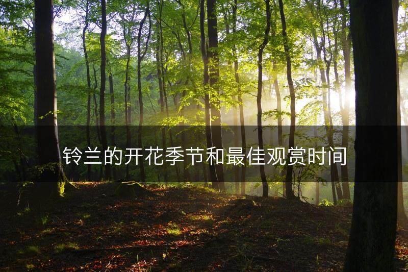 铃兰的开花季节和最佳观赏时间(图1)