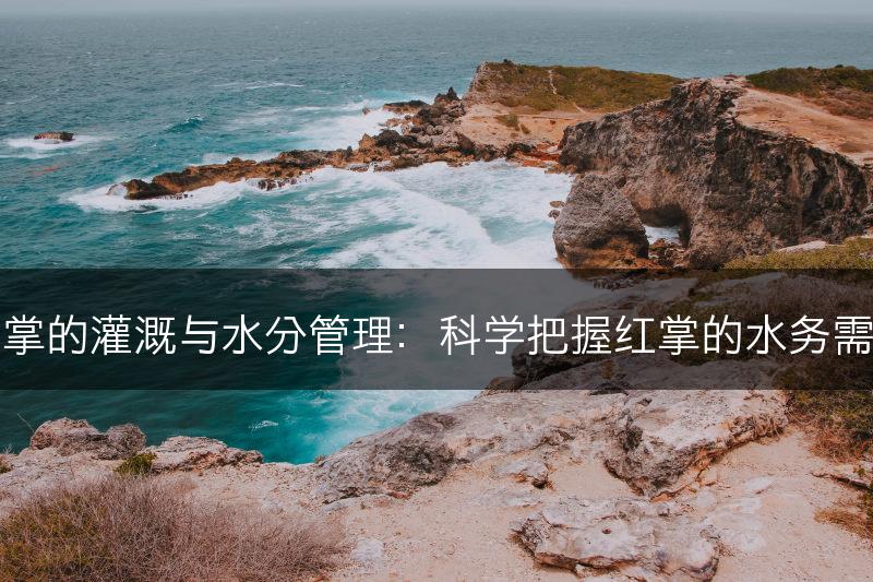 红掌的灌溉与水分管理：科学把握红掌的水务需求(图1)