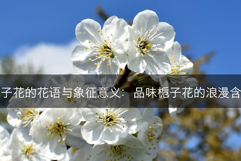 栀子花的花语与象征意义：品味栀子花的浪漫含义(图1)