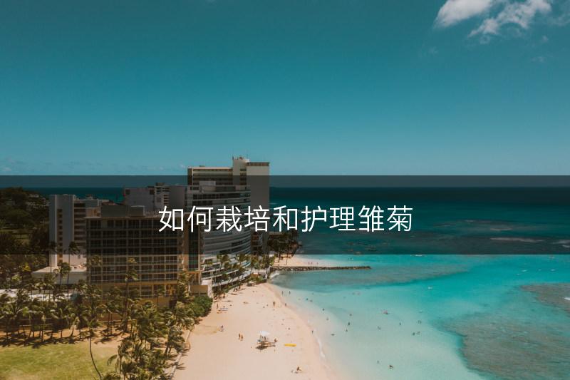 如何栽培和护理雏菊(图1)