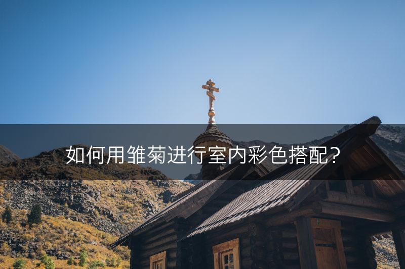 如何用雏菊进行室内彩色搭配？(图1)