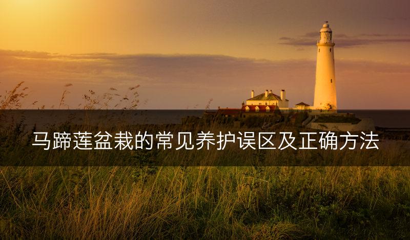 马蹄莲盆栽的常见养护误区及正确方法(图1)