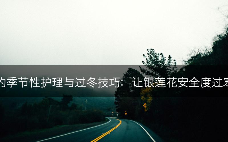 银莲花的季节性护理与过冬技巧：让银莲花安全度过寒冷季节(图1)