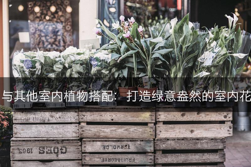 文心兰与其他室内植物搭配：打造绿意盎然的室内花卉布置(图1)