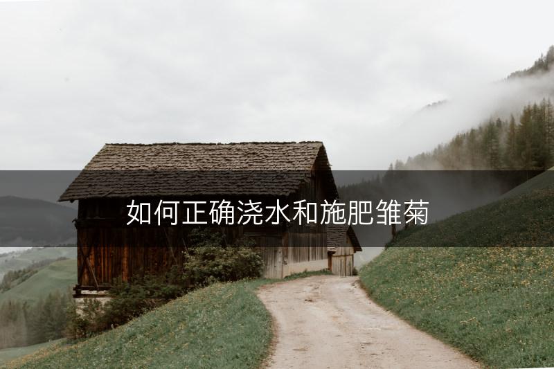 如何正确浇水和施肥雏菊(图1)