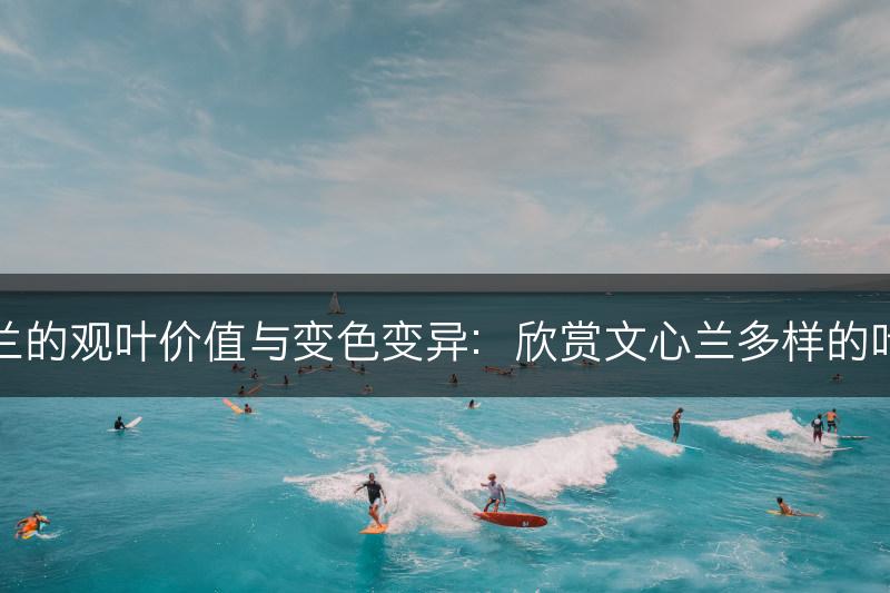 文心兰的观叶价值与变色变异：欣赏文心兰多样的叶子美(图1)