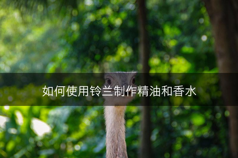 如何使用铃兰制作精油和香水(图1)
