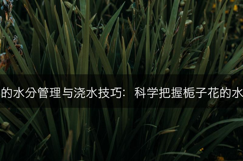 栀子花的水分管理与浇水技巧：科学把握栀子花的水务需求(图1)