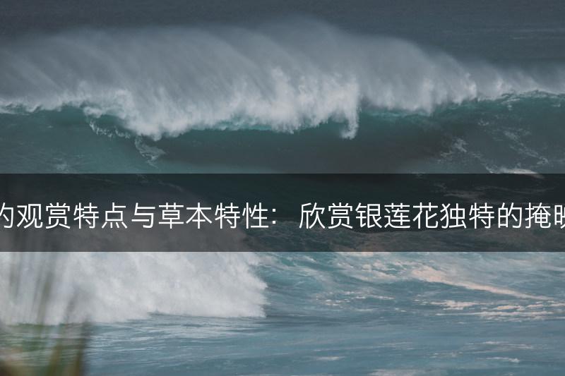 银莲花的观赏特点与草本特性：欣赏银莲花独特的掩映草丛美(图1)