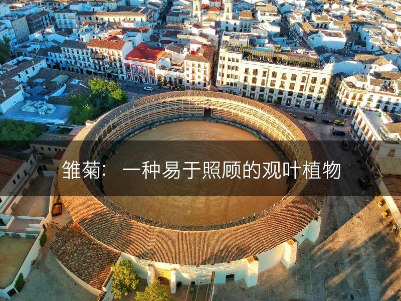 雏菊：一种易于照顾的观叶植物(图1)