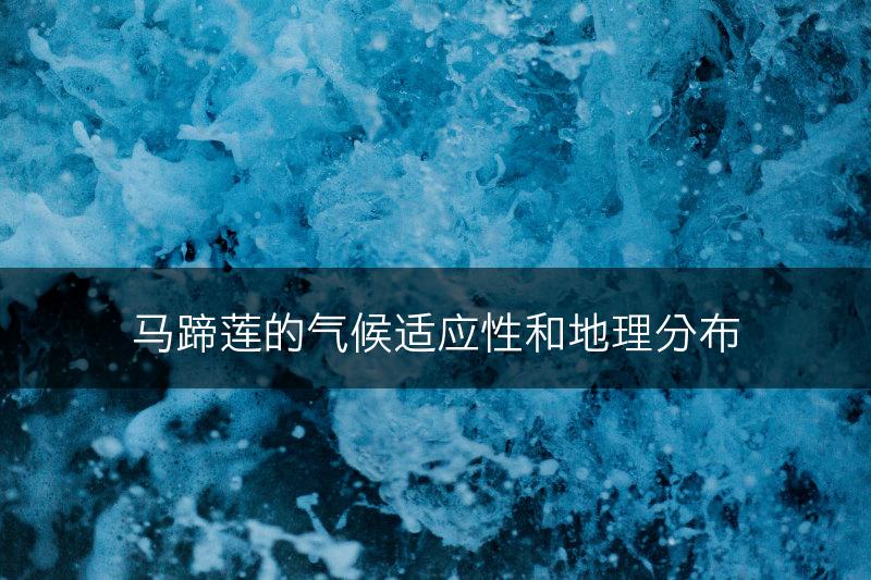 马蹄莲的气候适应性和地理分布(图1)