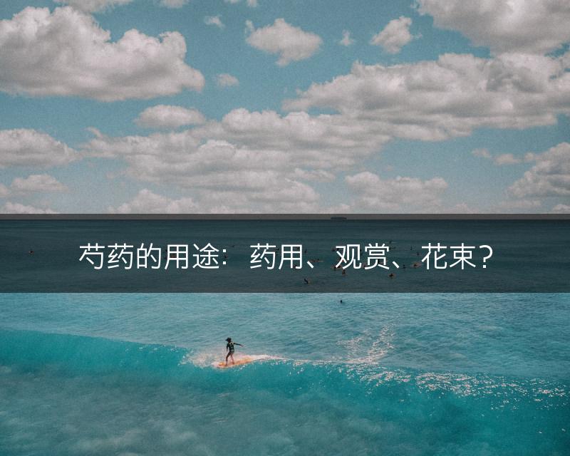 芍药的用途：药用、观赏、花束？(图1)