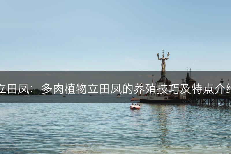 立田凤：多肉植物立田凤的养殖技巧及特点介绍(图1)