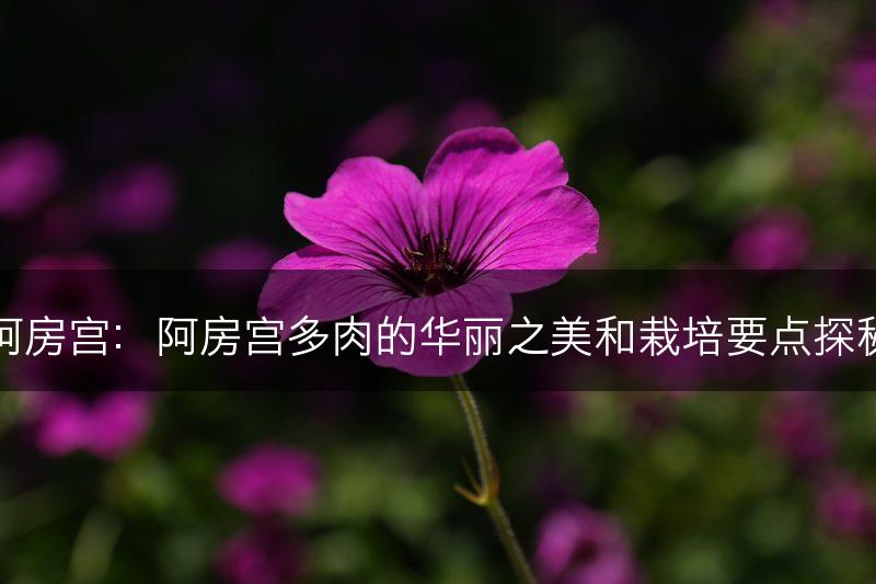 阿房宫：阿房宫多肉的华丽之美和栽培要点探秘(图1)