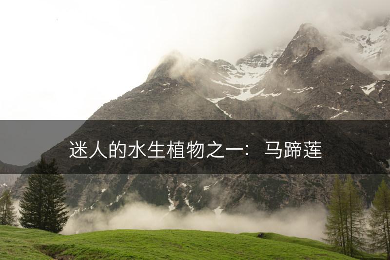 迷人的水生植物之一:马蹄莲(图1) 迷人的水生植物之一:马蹄莲(图1)