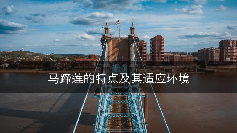 马蹄莲的特点及其适应环境(图1)