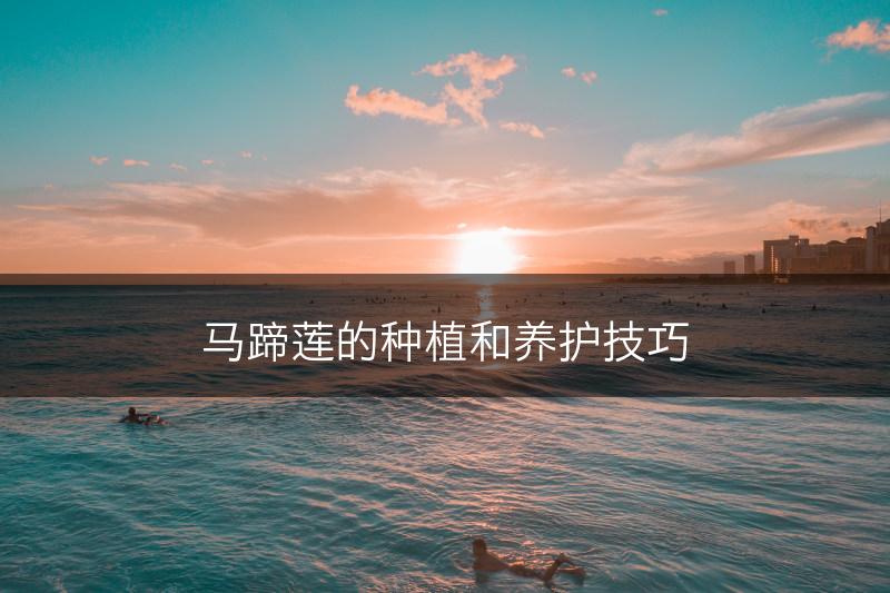 马蹄莲的种植和养护技巧(图1)
