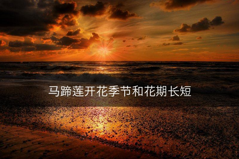 马蹄莲开花季节和花期长短(图1) 马蹄莲开花季节和花期长短(图1)