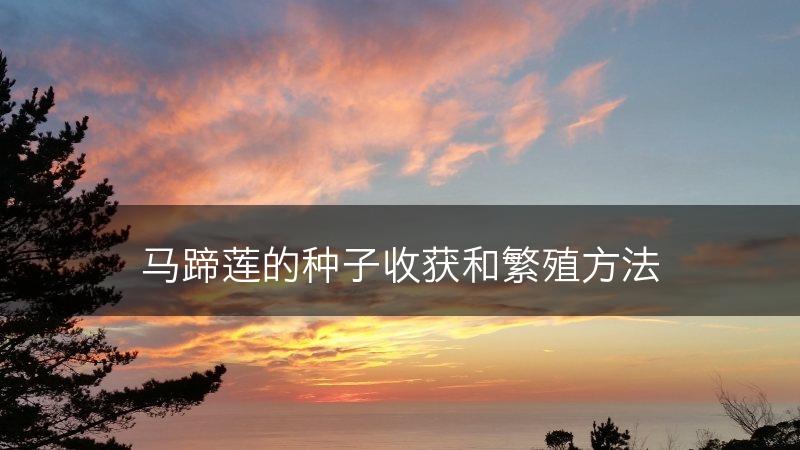 马蹄莲的种子收获和繁殖方法(图1)