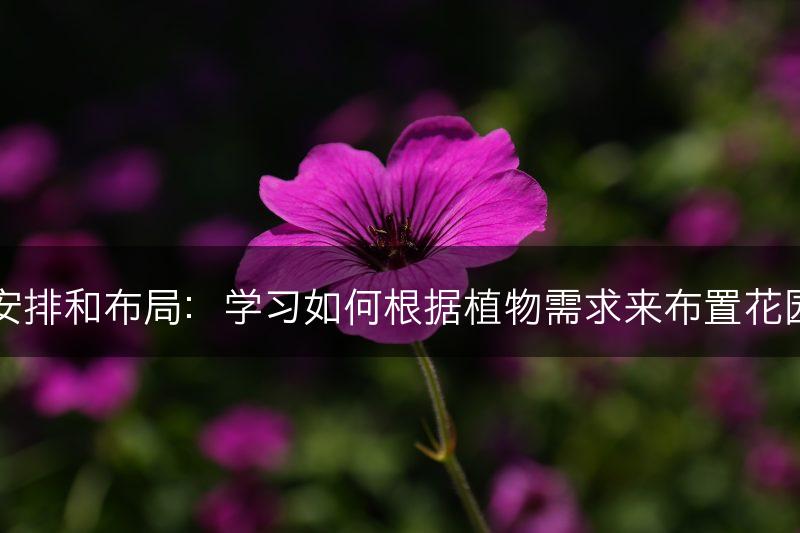 花园安排和布局：学习如何根据植物需求来布置花园空间(图1)