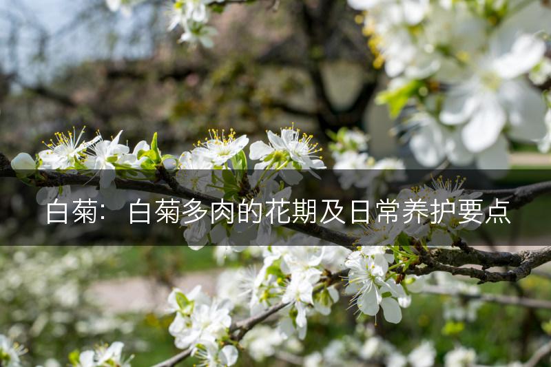 白菊：白菊多肉的花期及日常养护要点(图1)
