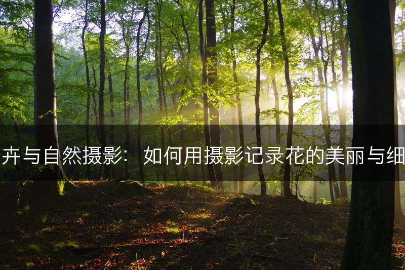 花卉与自然摄影：如何用摄影记录花的美丽与细节(图1)