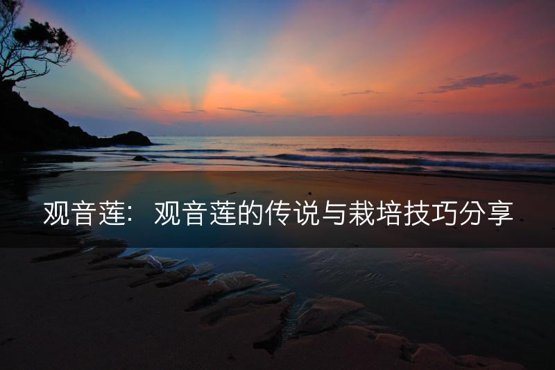 观音莲：观音莲的传说与栽培技巧分享(图1)