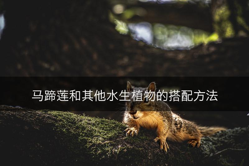 马蹄莲和其他水生植物的搭配方法(图1)