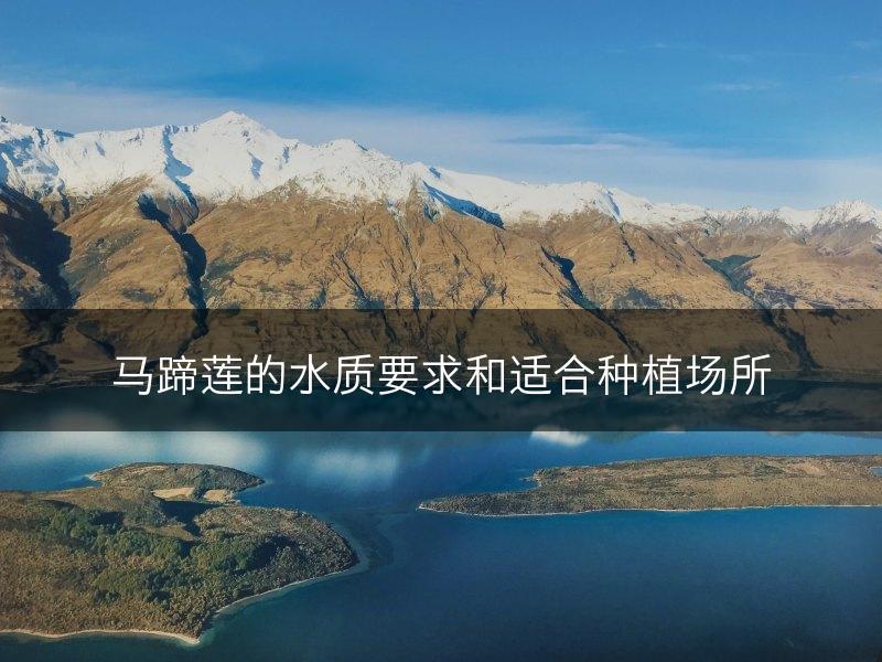 马蹄莲的水质要求和适合种植场所(图1)