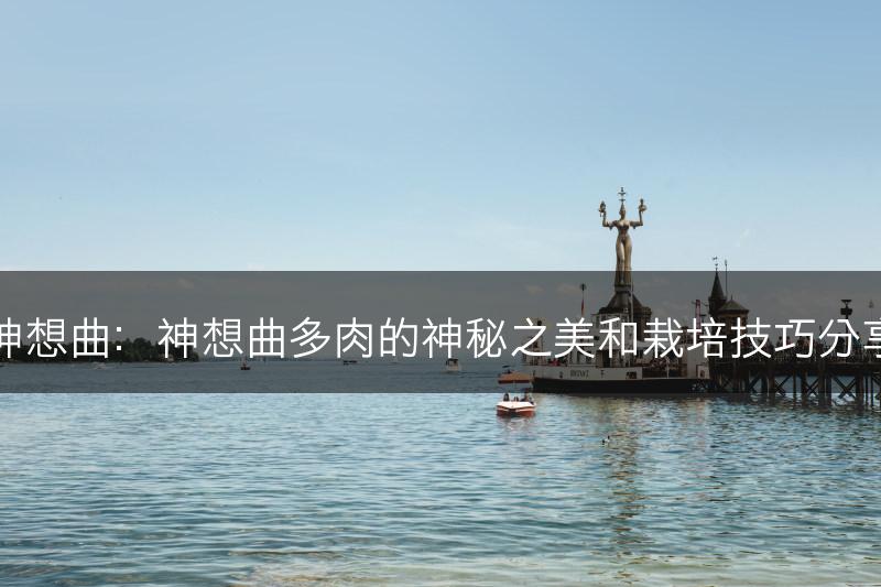 神想曲：神想曲多肉的神秘之美和栽培技巧分享(图1)