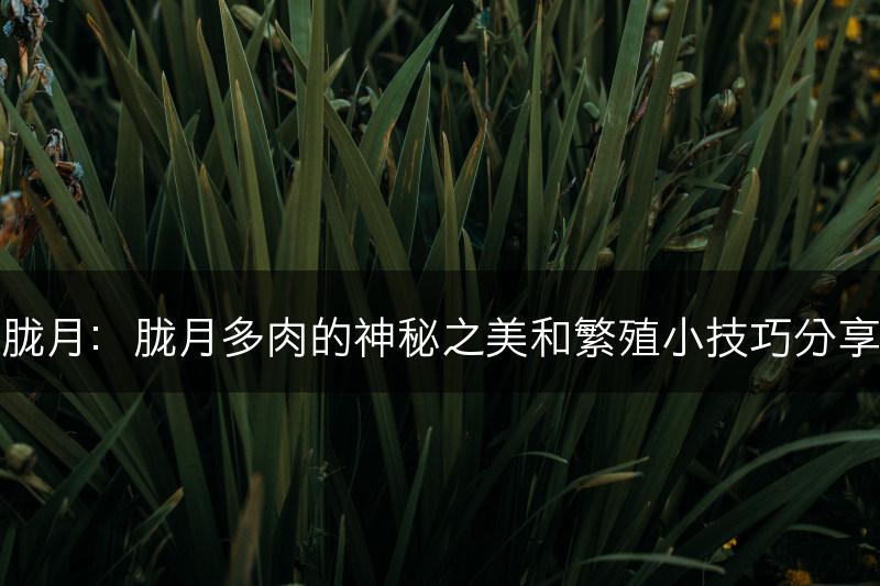 胧月：胧月多肉的神秘之美和繁殖小技巧分享(图1)