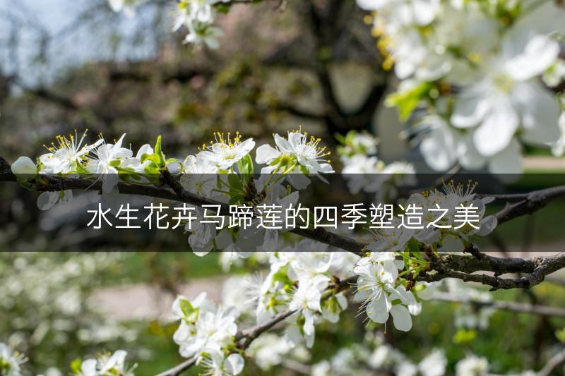 水生花卉马蹄莲的四季塑造之美(图1)