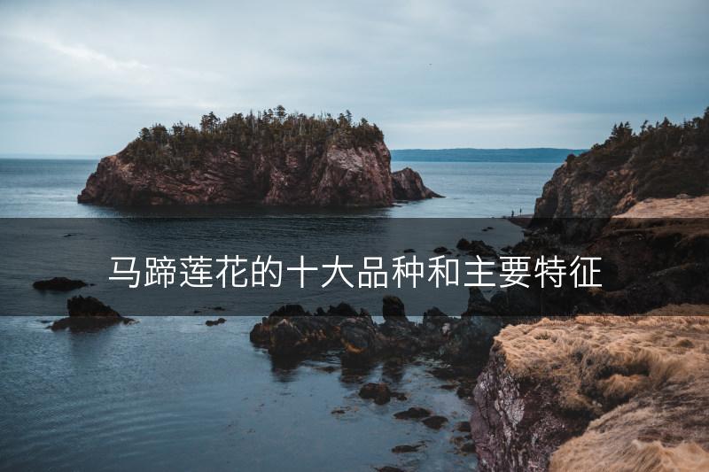 马蹄莲花的十大品种和主要特征(图1)