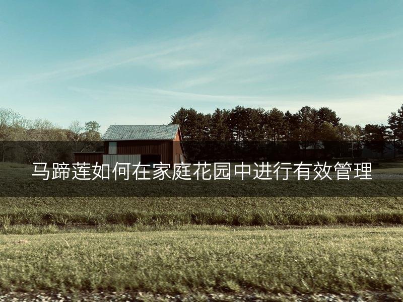 马蹄莲如何在家庭花园中进行有效管理(图1)