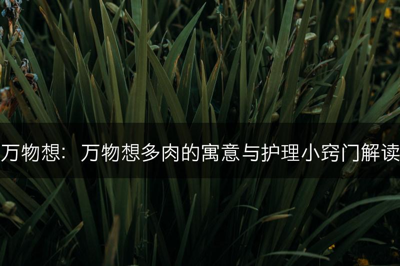 万物想：万物想多肉的寓意与护理小窍门解读(图1)
