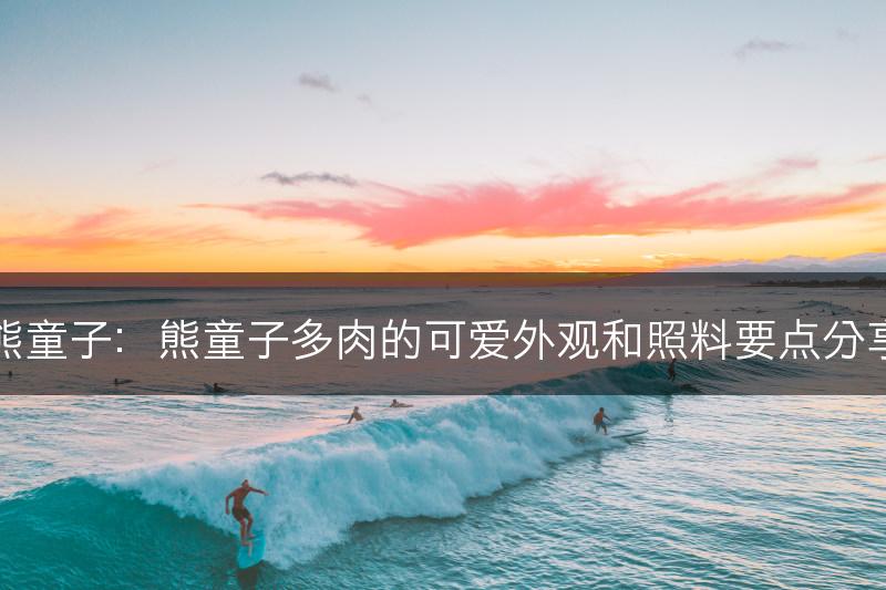熊童子：熊童子多肉的可爱外观和照料要点分享(图1)