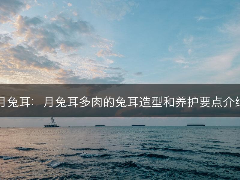 月兔耳：月兔耳多肉的兔耳造型和养护要点介绍(图1)