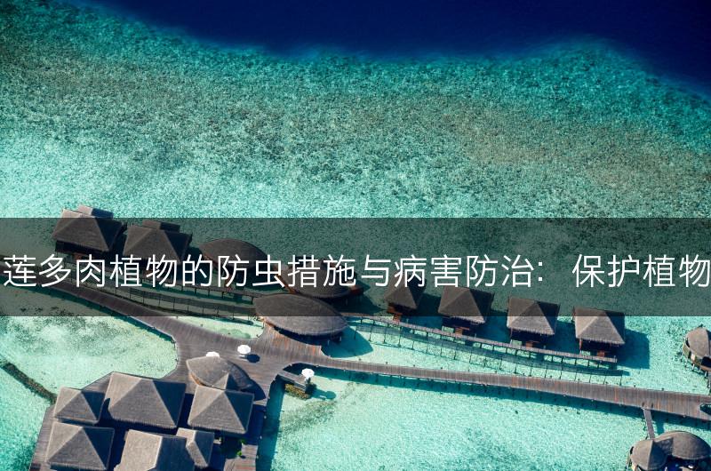 云南石莲多肉植物的防虫措施与病害防治：保护植物的健康(图1)
