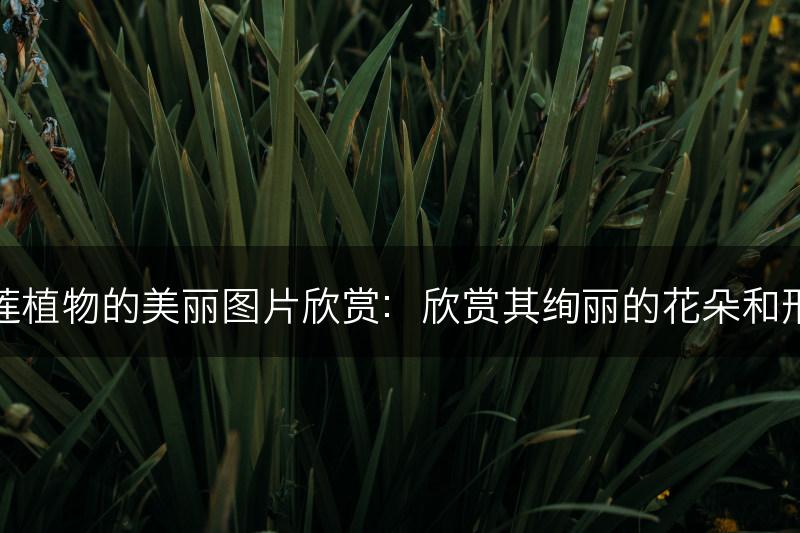 石莲植物的美丽图片欣赏：欣赏其绚丽的花朵和形态(图1)