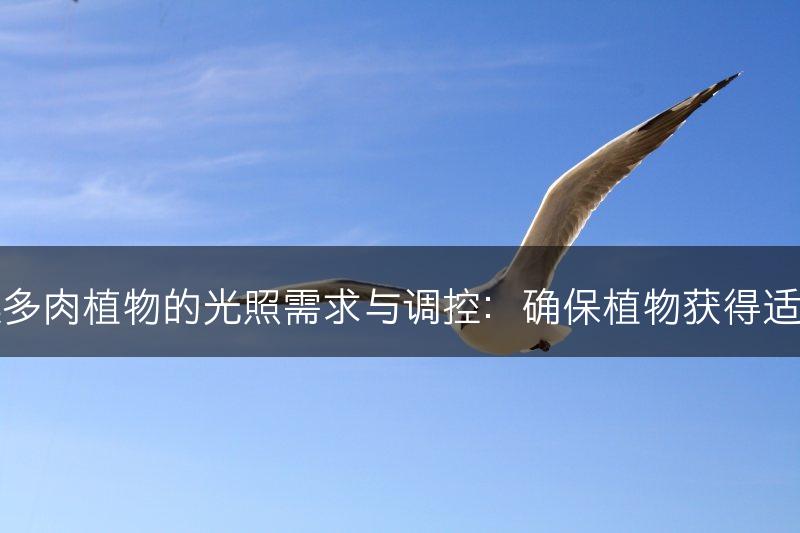 云南石莲多肉植物的光照需求与调控：确保植物获得适宜的光线(图1)