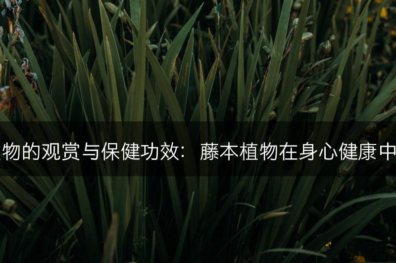 藤本植物的观赏与保健功效：藤本植物在身心健康中的作用